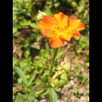 Geum chiloense (fam Rosacees) (Andes) (3)